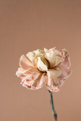 Fototapeta premium Beige carnation isolated on brown background minimalistic