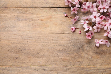 Obraz na płótnie Canvas Cherry tree branch with beautiful pink blossoms on wooden table, flat lay. Space for text