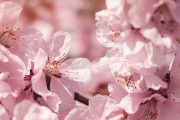 Beautiful cherry tree blossoms with dew drops outdoors on spring day, closeup