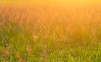blur nature background before sunset or sunrise, solf focus of field flower, field of grass for texture background