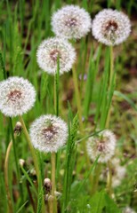 日本の植物園のタンポポの綿毛のクローズアップ