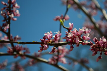 European scarlet on a blue sky background