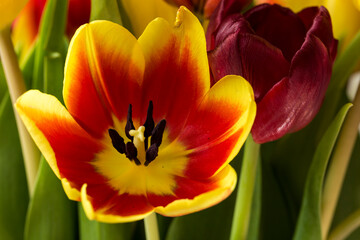 Horizontal detail view of a yellow, orange and red tulip shot under soft daylight, with visible pistil surrounded by dark stamens full of pollen grains