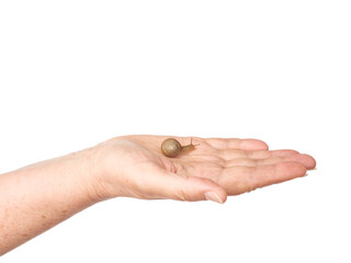 The snail sits on a woman's hand. Cosmetic product made from mucin snail mucus. Rejuvenation. Isolated.