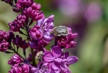 Photo of Mediterranean spotted chafer beetle (Oxythyrea funesta)
