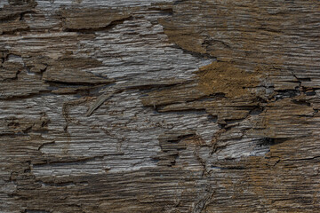 Fototapeta premium Relief decayed flaked shanty facade. Old shabby gnarled dirty rind of ancient rural country wooden raw siding.Messy aged rustic laths.Grungy pitted knotted cracked log retro fence for ranch hut design