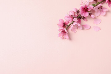 Beautiful sakura tree blossoms on beige background, flat lay. Space for text
