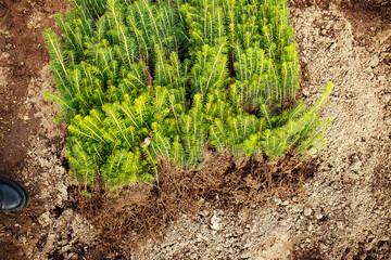 girls in work clothes and gloves manually transplant plants. the farmer takes care of the nursery, fertilizing young tree seedlings. the season of agricultural work in the field