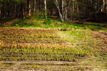 nursery of fir trees. top view of the smooth rows of beds with young trees. restoration of coniferous forests. a person plants a lot of tree seedlings. taking care of nature after deforestation