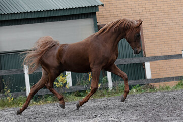 Beautiful chestnut horse running in paddock on the sand background