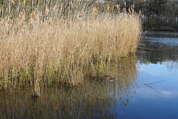 Wurzelteich, Angelgewässer in Alt-Heidemühl, Brandenburg