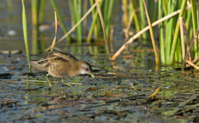 Little Crake (Porzana parva), Greece