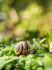 The snail is crawling on the green grass. Vertical photo.