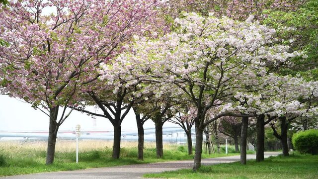 Spring in Tokyo 2021