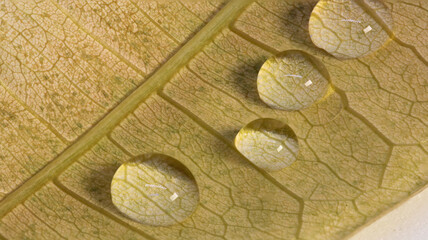 dry leaf water drops macro photo