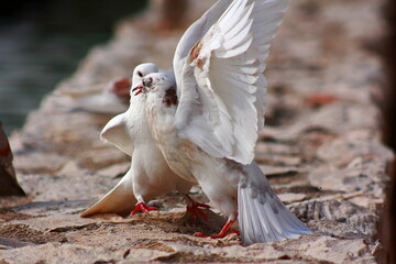 Pigeons fighting on a park