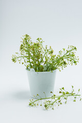 A bouquet of wild herbs in a decorative bucket on a light background.