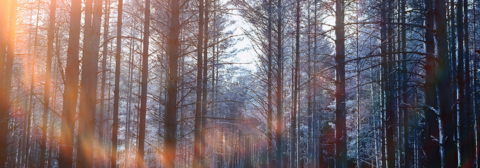 abstract seasonal landscape early spring in forest, sun rays and glare nature view