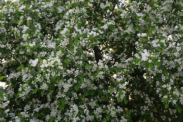 Fototapeta na wymiar abstract apple tree flowers background, spring blurred background, branches with bloom
