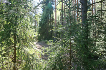 landscape in the summer forest / green trees summer view, hiking in the forest, sunny day