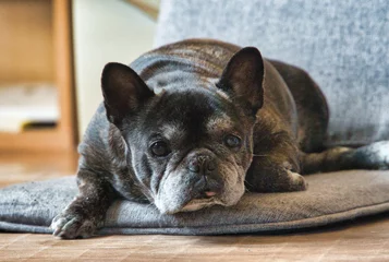 Abwaschbare Fototapete Französische Bulldogge 黒いフレンチブルドック