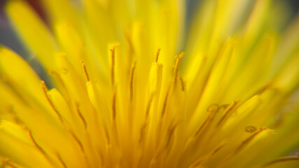 Flor silvestre amarilla de dandelión