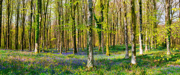 Sun beams through a clump of beech trees in Dorset illuminating a carpet of bluebells