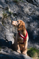 Caramel cocker puppy with a red collar looks at the rock.