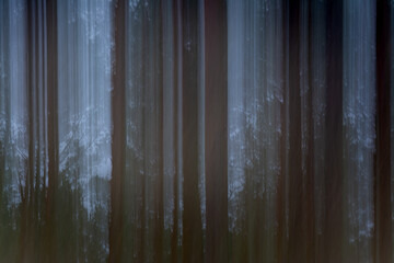 pijany las © Jaroslaw