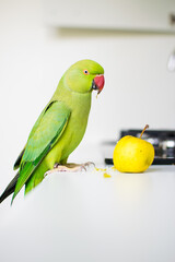 Fototapeta na wymiar Green Indian Ringneck parrot girl eats a yellow apple. White background.
