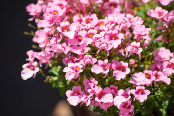 정원에 핀 분홍색 꽃