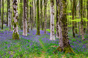 Fototapeta premium Sun beams through a clump of beech trees in Dorset illuminating a carpet of bluebells