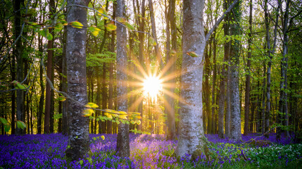 Fototapeta na wymiar The late evening sun beams through a clump of beech trees in Dorset illuminating a carpet of bluebells