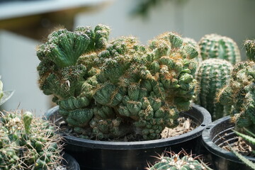 4K echeveria,Cactus humid tropics on a bright day