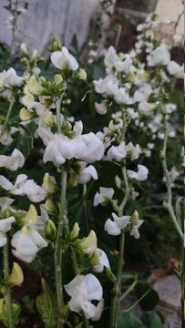 Sem green beans white little flowers