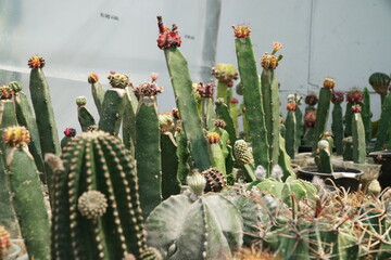 4K echeveria,Cactus humid tropics on a bright day