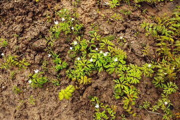 snowdrops are blooming. the first early white flowers in the wild forest. tender bright green vegetation makes its way out of the sun-warmed earth