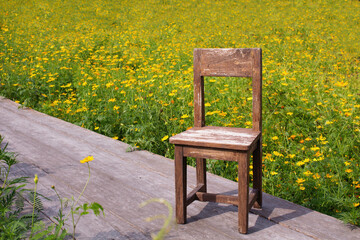 Wooden chair in a field of blooming yellow flowers.