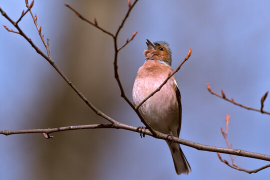 A small forest songbird with reddish sides. Chaffinch, a colorful bird singing on a thin twig. City birds. Blurred background. Close-up. Wild nature.