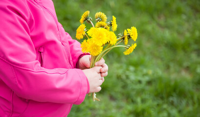 Bouquet of dandelions in the hands of a child. Girl holds spring yellow flowers for a gift to her...