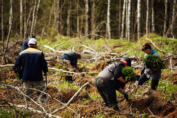 uniformed workers manually sow small tree seedlings into the ground. reforestation works after cutting down trees. coniferous forest grown by man.