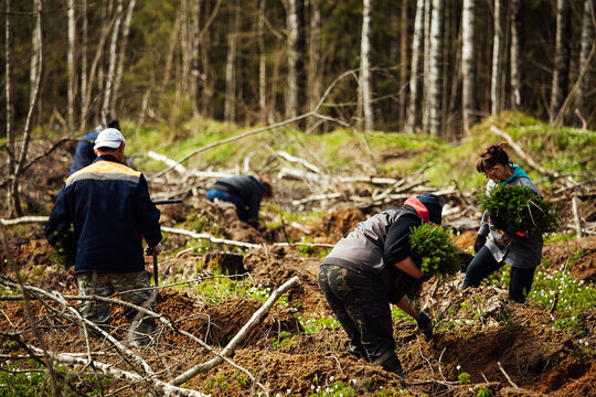 uniformed workers manually sow small tree seedlings into the ground. reforestation works after cutting down trees. coniferous forest grown by man.
