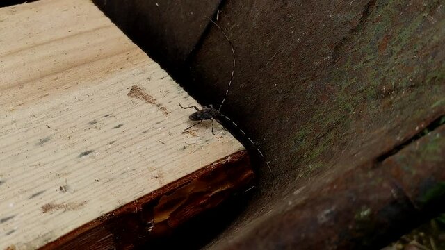 Acanthocinus aedilis close-up. The barbel beetle crawls on a pine board. A species of beetle belonging to the longhorn beetle family, which is a wood boring beetle.