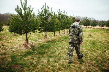 a lot of fir trees are planted on the plantation for breeding and reforestation. smooth rows of trees in a nursery on a private territory. tree care for the park