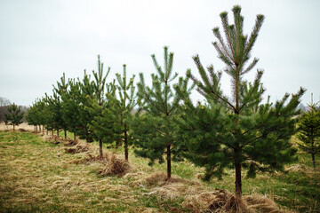 spruce nursery. planting fir trees and pines in straight rows to restore the forest. people take...