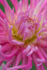 Macro photo of a pink dahlia. Flowers background