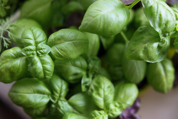 Fresh basil leaves in pots. Basil ready to eat and sell in stores.
