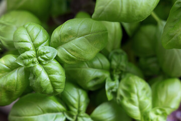 Fresh green basil grows in the eco garden. Basil seedlings and growing twisted leaves. Flavored salad dressings in Mediterranean style.