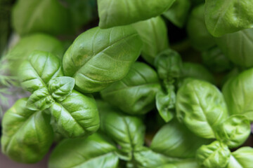 Fresh basil leaves on a dark ground background. Green basil. A lot of flavored basil. Classic herbs for salads and sauces of Italian and French cuisine. Close up selected focus.