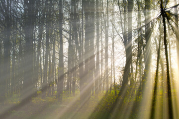 Obraz premium morning in the forest